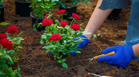 How To Grow Roses From Seeds The Right Way Garden Season