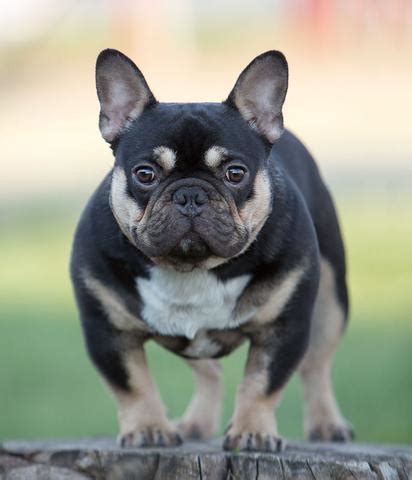 In 1897 the official american kennel club (akc) breed standard was issued. Rare French Bulldog Colors - Frenchie World Shop