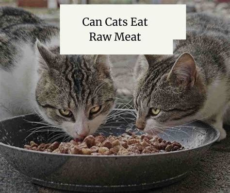 Can Cats Eat Raw Meat What Owners Said About Raw Meat