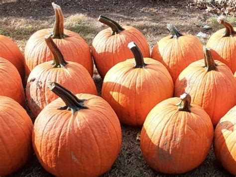 From Scratch Pumpkin Pies Perfect For Peak Season In Tolland Tolland