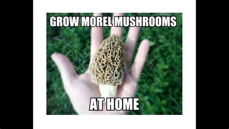 Grow Morel Mushrooms Start To Finish With Updates Youtube