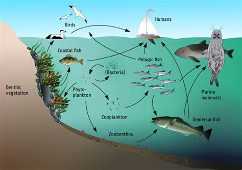 3 A Schematic Simplified Illustration Of The Food Web Structure In