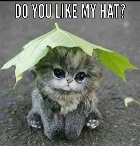 Do You Like My New Hat Kitty Cat Hat Summer Leaf