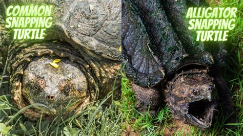 Common Snapping Turtle Vs Alligator Snapping Turtle Differences