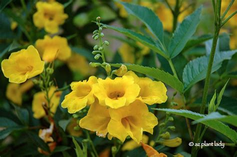 Drought Tolerant Yellow Bells For Warm Season Color Yellow Flowers