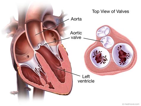aortic valve anatomy diagram