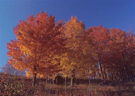 Autumn Free Stock Photo Sugar Maple Trees With Fall