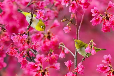 Xem Hơn 100 ảnh Về Hình Vẽ Chim én Mùa Xuân Nec