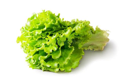 Fresh Green Lettuce Stock Image Image Of Bibb Background 36535949