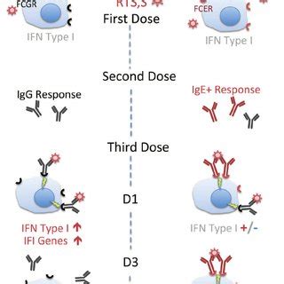 Falciparum that allow it to coexist with the host, vaccinologists require new paradigms in vaccine. (PDF) Blood Interferon Signatures Putatively Link Lack of ...