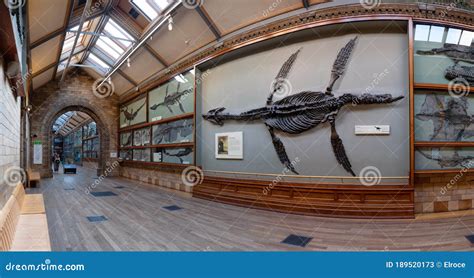 Panorama Of One Of The Halls With Dinosaur Fossils In Natural History
