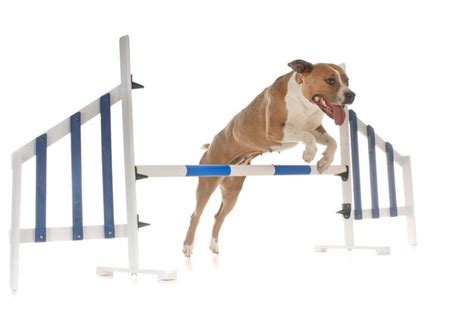 Premium Photo Dog Jumping Over Hurdle Against White Background
