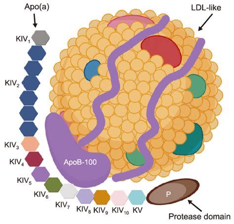 Biomedicines Free Full Text Modern Approaches To Lower Lipoprotein A Concentrations And