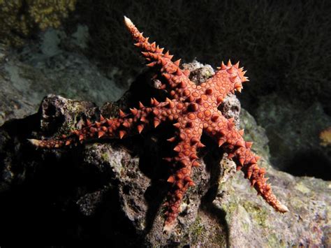 Meet The Demonic Starfish Of The Deep Gomophia Egyptiaca