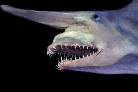 100 Weird And Rare Animals From Around The World Goblin Shark Shark