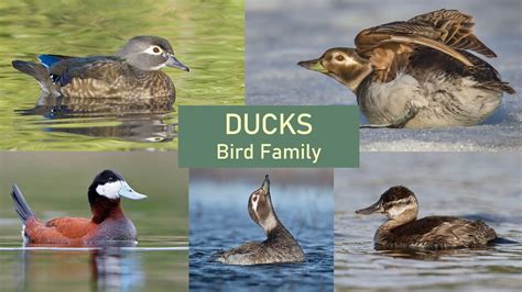 Ducks Identification Tips Pictures And Examples