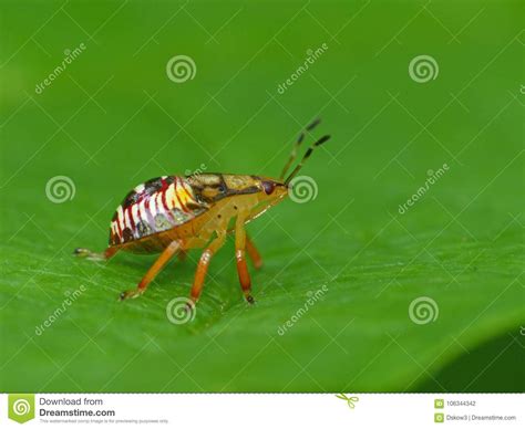Colorful Bug Stock Photo Image Of Macro Nature Leaf 106344342