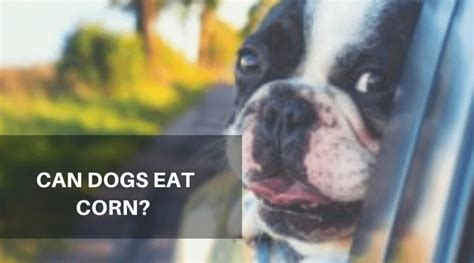 Top dog food experts break down canadian dog food brands! Can Dogs Eat Corn? The Answer Is Not As Simple As You ...