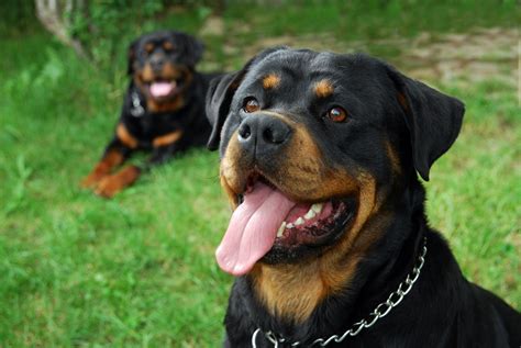 15 Razas De Perros Protectores Ideales Para Cuidar De Tu Casa