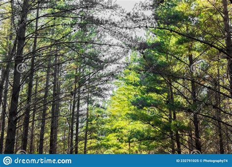 Rows Of Trees In A Pine Forest Plantation Stock Image Image Of