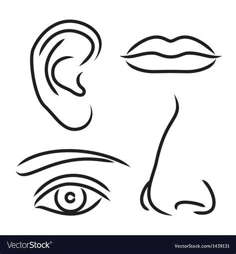 Nose Ear Mouth And Eye Royalty Free Vector Image