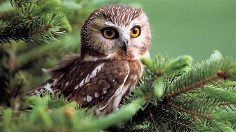 Cute Baby Owl Wallpapers Top Free Cute Baby Owl Backgrounds