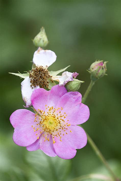 Pink Wildflower Multiflora Rose Rosa Photograph By Kathy Clark Fine