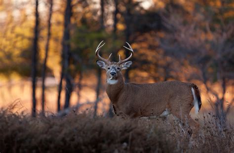 Best Shot Placement For Deer And Humane Hunting Mother Earth News