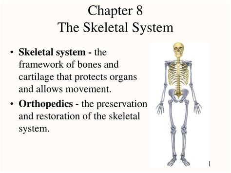 Ppt Chapter 8 The Skeletal System Powerpoint Presentation Free