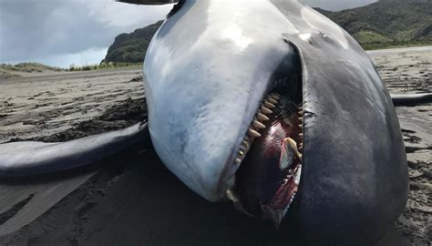 Washed Up Orca Too Decomposed To Find Cause Of Death Newshub