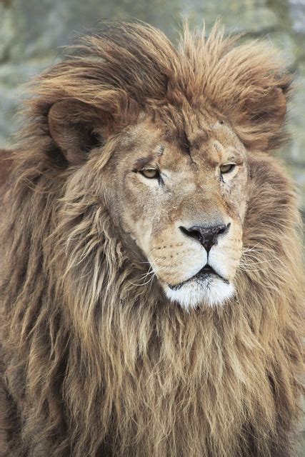 Lion Animal Zoo Free Photo On Pixabay Pixabay