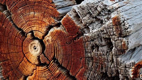 Dry Wood Texture Hd Wallpaper