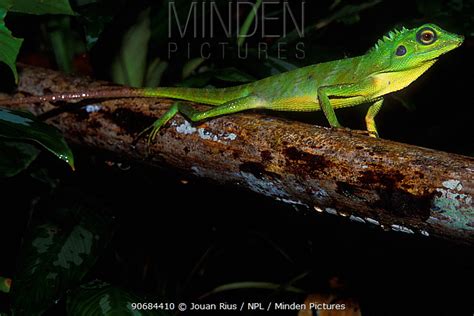 Green Crested Lizard Stock Photo Minden Pictures