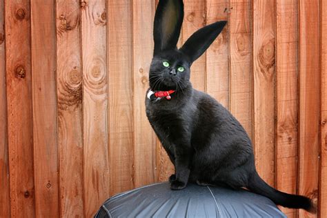 Cat And Rabbit Hybrid Cat Meme Stock Pictures And Photos