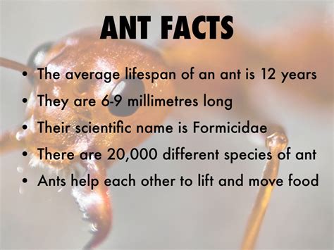 Ant Lifespan Of An Ant