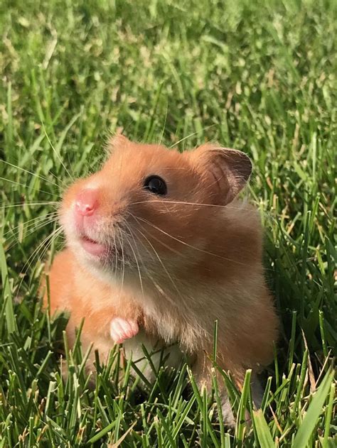 Took The Hamster For A Walk Hamster Puppies Cute Pictures