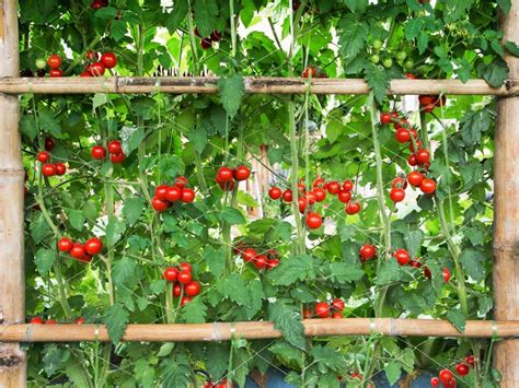 Growing Tomatoes On An Arch How To Build A Tomato Archway