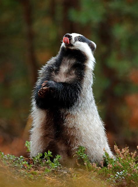 Your letter highlights so many of the harsh realities trans people face, specifically in regard to how society rejects us. Symbolic Badger Meaning for Tattoo Ideas on Whats-Your-Sign