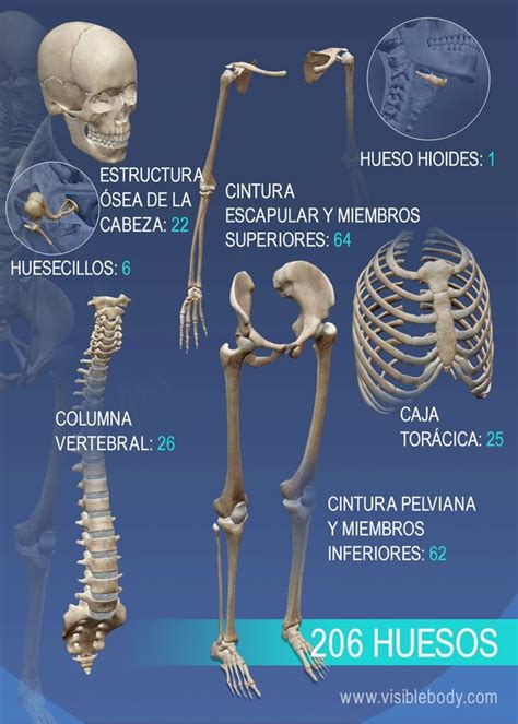 Huesos Del Esqueleto Humano En 2020 Huesos Del Cuerpo Humano Huesos Del