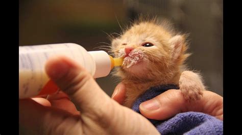 Best Friends Animal Society Los Angeles Kitten Nursery Youtube