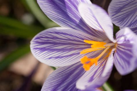 This lovely flower can be white, yellow, red, purple or pink. Purple and White Crocus Flower