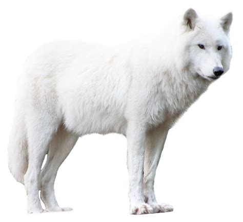 Wolf Png Transparent Image Pngpix