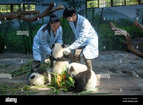 Chinese Singer Li Yuchun Right Strokes One Of The Giant Panda