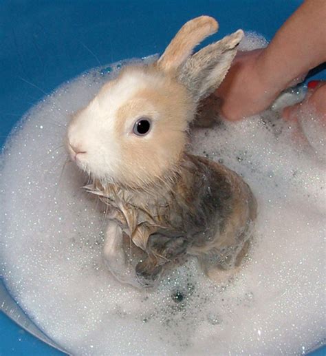 The 15 Most Adorable Pictures Of Rabbit Bathtime