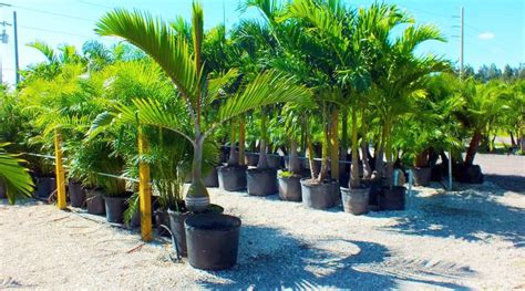 Buy Palm Trees Pine Island Beltran Nursery And Landscape