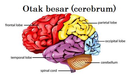 Inilah Pengertian Otak Besar Fungsi Struktur Dan Bagian Bagian Dari