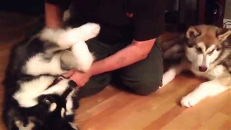 Our Alaskan Malamutes Love To Play With Their Daddy Youtube