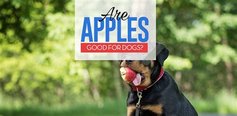 Apples For Dogs 101 Can Dogs Eat Apples