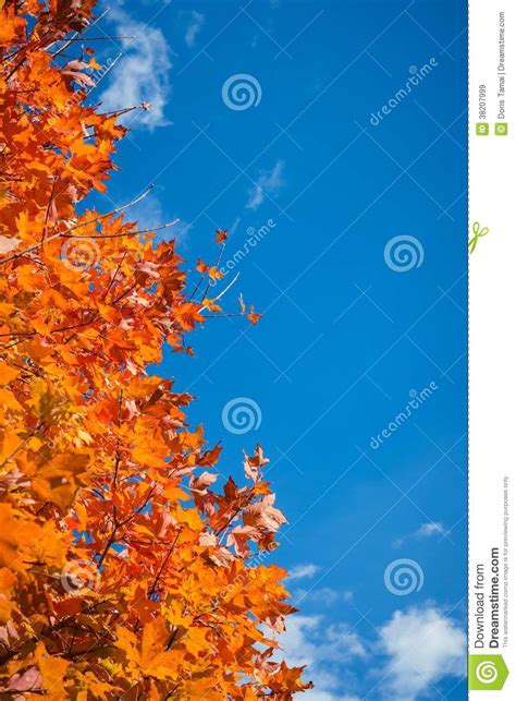 Autumn Tree Stock Image Image Of Nature Foliage Outdoors 38207999