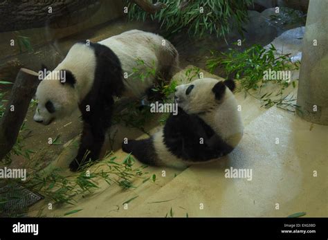 Giant Panda Bear Ailuropoda Melanoleuca Cub Fu Bao Left And His